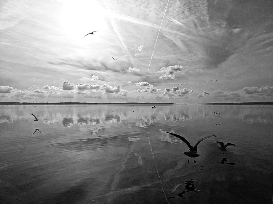 salt lagoon b&w 2014 photography water birds nature sea