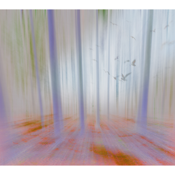 abstract, pink, blur, digital, forest, light, nature, photography, pattern, surreal, trees, texture, wood,